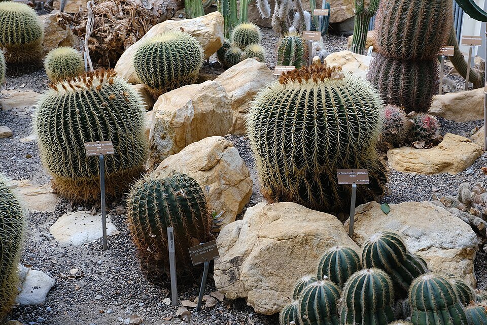 Barrel cacti among rocks in a botanical garden greenhouse