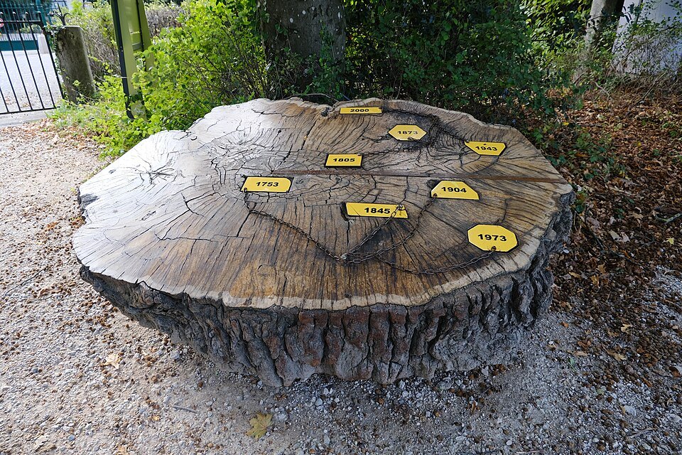 A great slice of tree trunk with its growth rings dated in the botanical garden