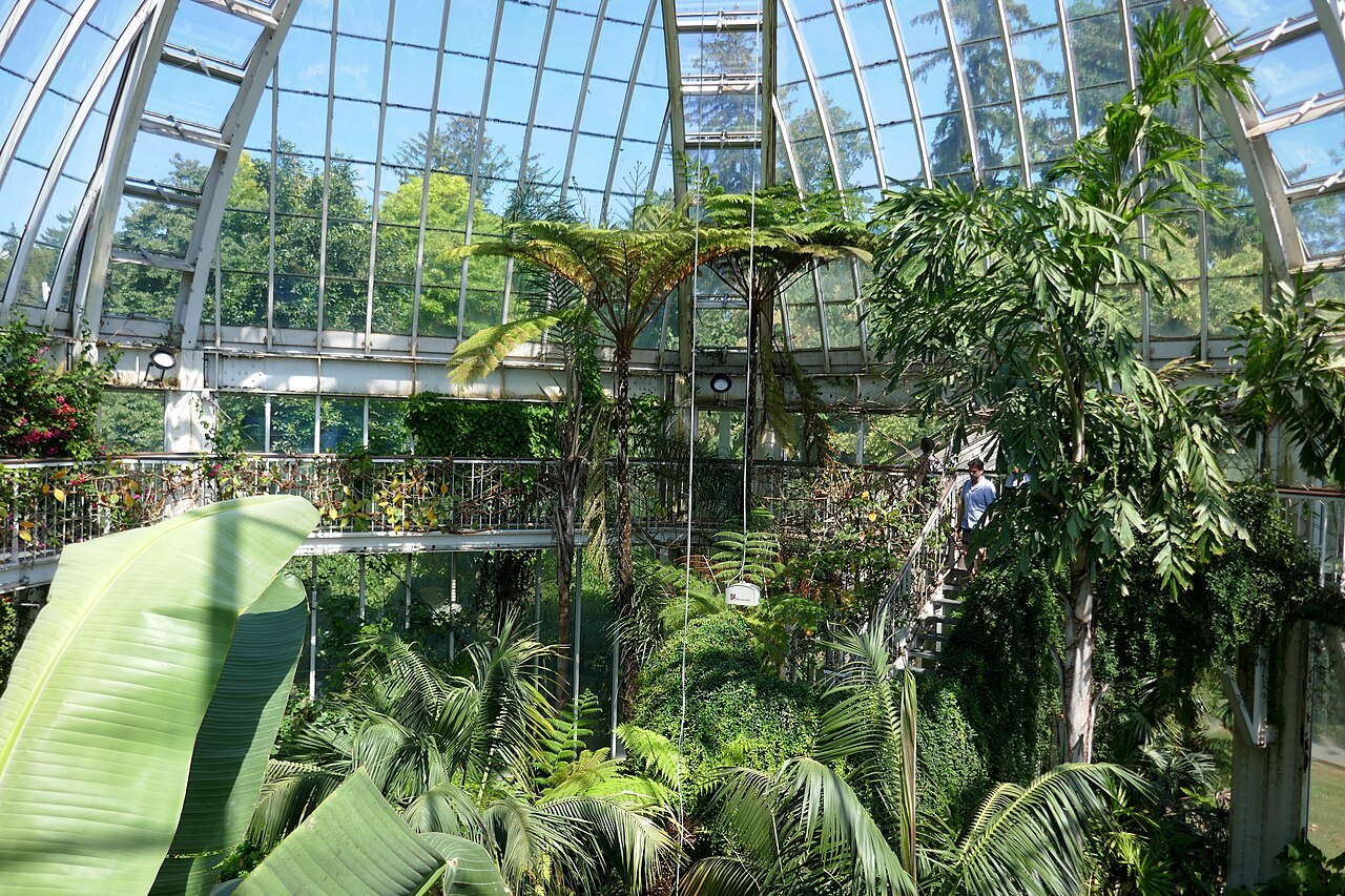Palms and banana leaves under the glass vault of the botanical garden's temperate greenhouse