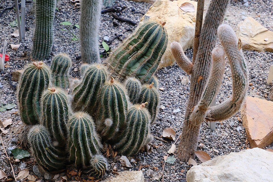 Columnar and clustered cacti in the greenhouse of the botanical garden