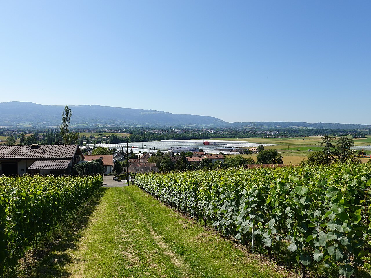 A grassy path between vineyard rows at Bernex, the Jura beyond