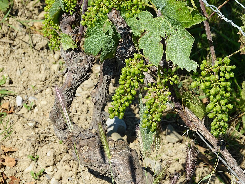 Young grapes on a vine in a Bernex vineyard