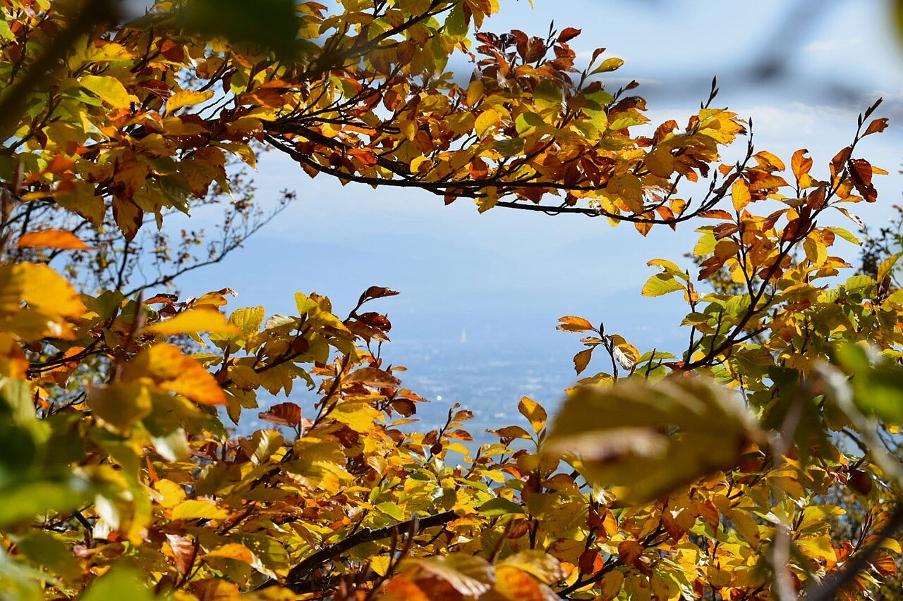 The Jet d'Eau glimpsed through autumn leaves from the Jura slopes