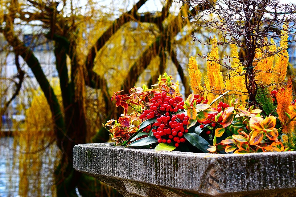 Red berries and autumn flowers in a stone planter on Île Rousseau